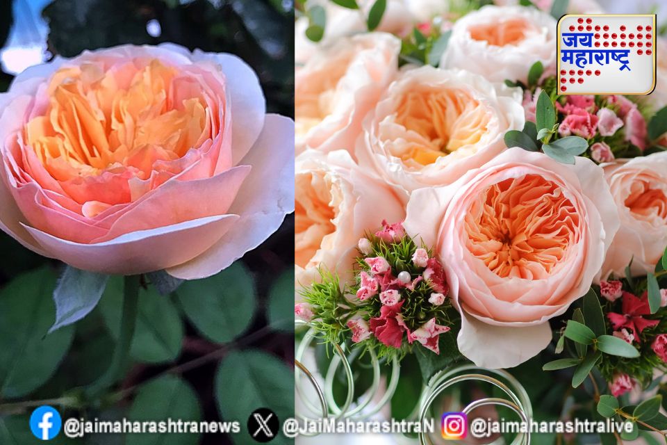 Rose Day : जगातील सर्वात महागडे गुलाब तुम्हाला माहिती का? 