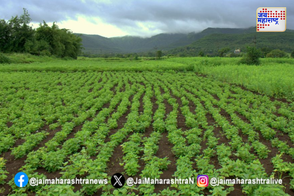 क्षारपड योजनेची मान्यता रद्द
 