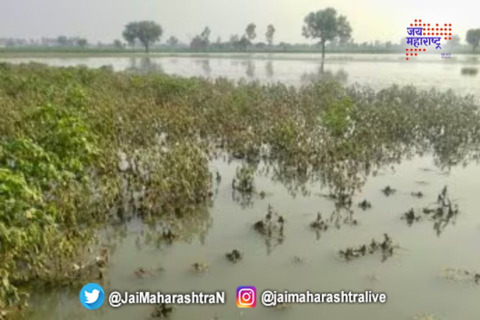 अतिवृष्टीमुळे पिकाचं अतोनात नुकसान