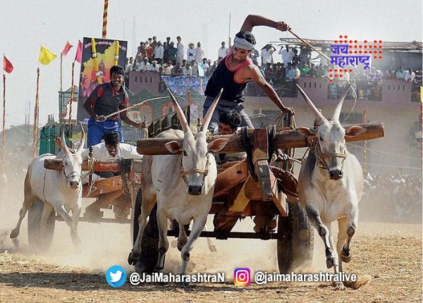 बैलगाडा शर्यतीचा थरार