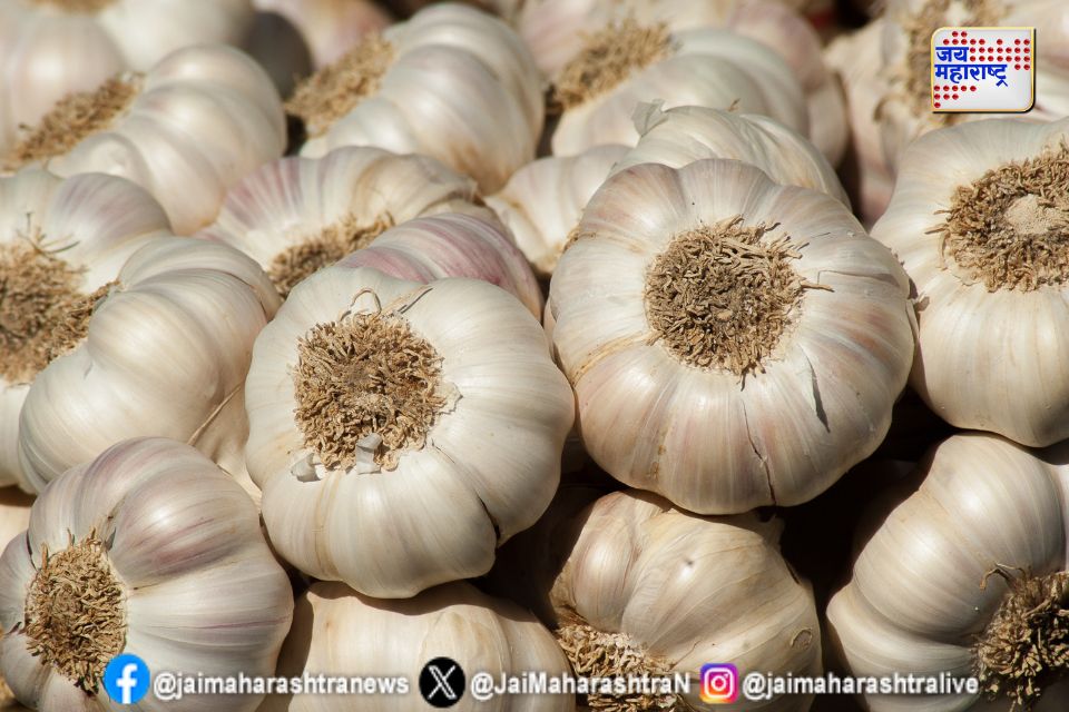 Raw Garlic Benefits : कच्चा लसूण खाणं ठरेल संजीवनी,  दररोज खाल्ल्याने 