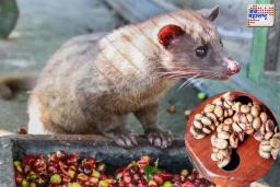 Civet Coffee: 