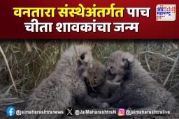 वनतारा संस्थेअंतर्गत पाच चीता शावकांचा जन्म