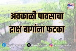 अवकाळी पावसाचा द्राक्ष बागांना फटका 
