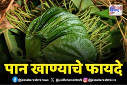 Leaf Benefit For Health: विड्याचे पान खाल्ल्याने पोटाच्या आरोग्याला काय फायदा होतो? 
