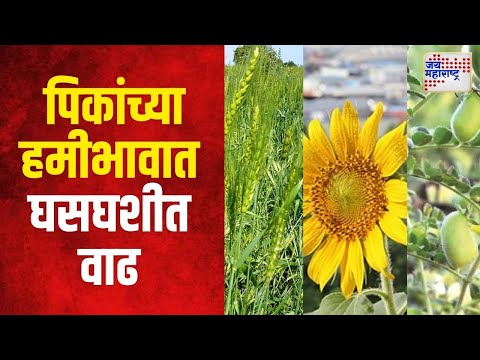 Central Govt Decision  | हरभरा, गहू, सूर्यफुलासह ६ पिकांच्या हमीभावात घसघशीत वाढ | Marathi News