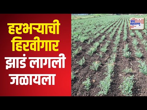 Amravati Green Gram Loss | बदलत्या वातावरणाचा शेतीपिकांना फटका | Marathi News