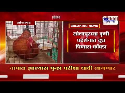 Solapur Viral Cock | सोलापूरच्या कृषी प्रदर्शनात दूध पिणारा कोंबडा | Marathi News