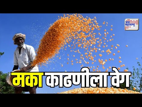 Manmad | मका काढणीला वेग | Marathi News