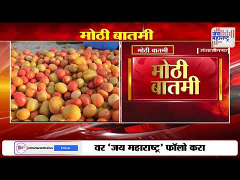 Tomato Price | टोमॅटोचे दर कोसळले, शेतकरी चिंतेत | Marathi News