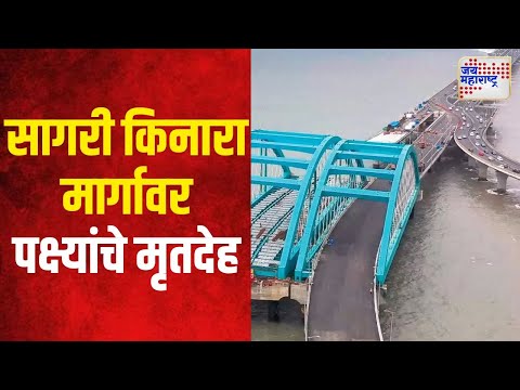 Mumbai Coastal Road | मुंबईच्या सागरी किनारा मार्गावर पक्ष्यांचे मृतदेह | Marathi News