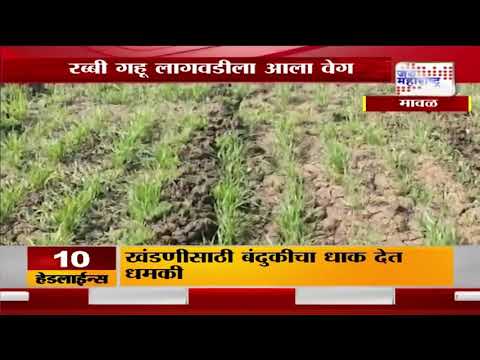 Rabi Wheat | रब्बी गहू लागवडीला आला वेग । Marathi News