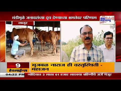 Latur Cold Effect On Milk Production | थंडीचा दूध उत्पादनावर परिणाम | Marathi News