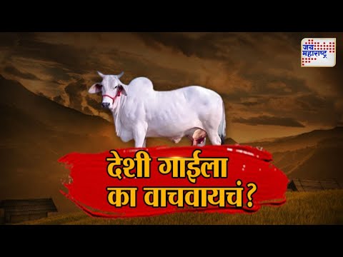 JM Vishesh | देशी गायीला का वाचवायचं ? | Marathi News