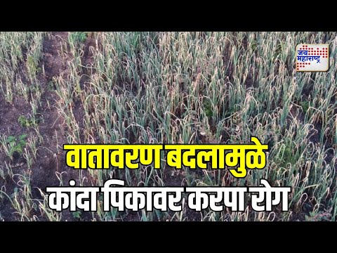 Yeola | वातावरण बदलामुळे कांदा पिकावर करपा रोग | Marathi News