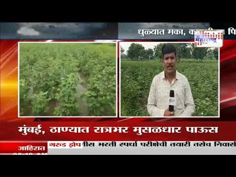 Dhule | परतीच्या पावसाचा पिकांना फटका  | Marathi News