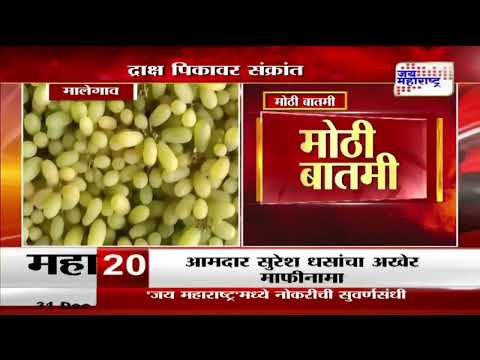 Nashik | Grapes Crop | द्राक्ष पिकावर संक्रांत | Marathi News