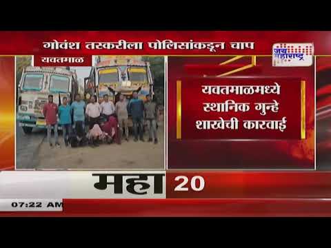 Yavatmal Crime | तब्बल 121 गोवंशाची पोलिसांकडून सुटका | Marathi News