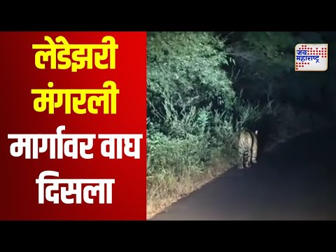 Bhandara | लेंडेझरी मंगरली मार्गावर वाघ दिसला | Marathi News