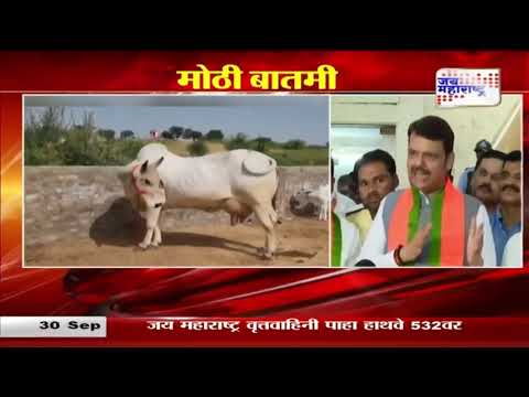 Devendra Fadnavis | देशी गायी 