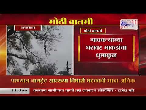 Akola Monkey | अकोल्यातल्या पणज गावात माकडांचा उच्छाद | Marathi News