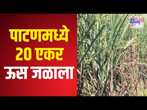 Patan Sugarcane Burned | पाटण तालुक्यातील विहे येथे 20 एकर ऊस जळाला | Marathi News