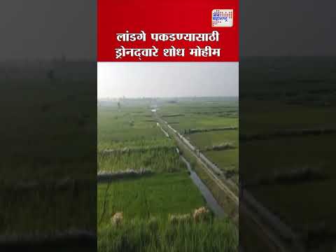 लांडगे पकडण्यासाठी ड्रोनद्वारे शोध मोहीम