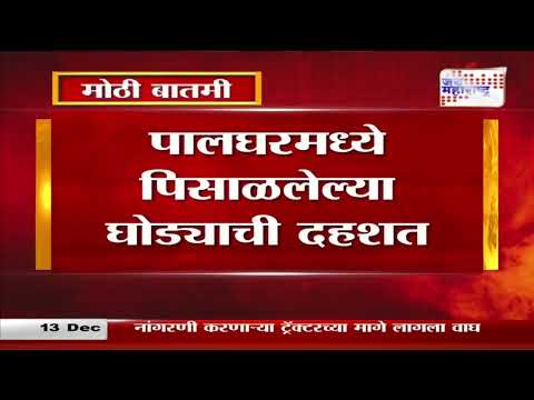 Palghar | पालघरमध्ये पिसाळलेल्या घोड्याची दहशत | Marathi News