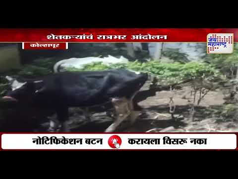 Kolhapur | गडहिंग्लजमध्ये शेतकऱ्यांचं रात्रभर आंदोलन | Marathi News