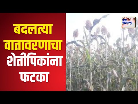 Bhandara Crop Loss | बदलत्या वातावरणाचा शेतीपिकांना फटका | Marathi News