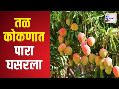 Mango Farming | कोकणातील आंबा बागायतदार सुखावले | Marathi News