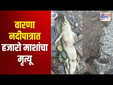 Sangli | Warna River | वारणा नदीपात्रात मगरीसह हजारो माशांचा मृत्यू | Marathi News