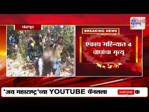 Chandrapur | चंद्रपुरात एका वाघाचा मृत्यू | Marathi News