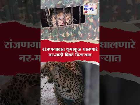 Jalgaon। रांजणगावात धुमाकूळ घालणारे  नर-मादी बिबटे पिंजऱ्यात। Marathi News