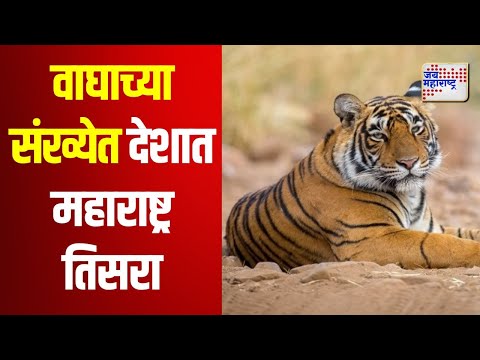 Maharashtra | वाघाच्या संख्येत देशात महाराष्ट्र तिसरा | Marathi News