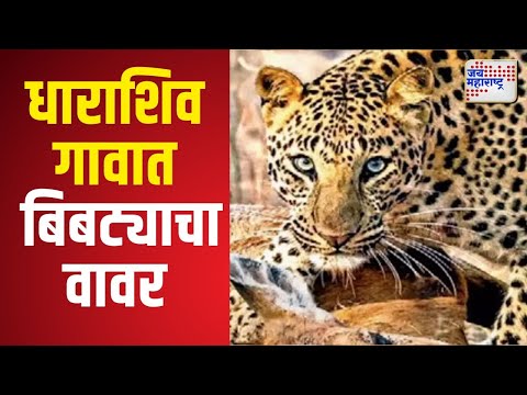 Dharashiv Leopard | धाराशिव गावात 15 दिवसांपासून बिबट्याचा वावर | Marathi News