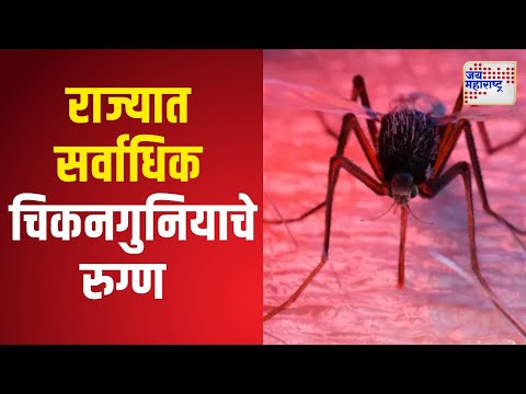 Chikungunya Patients | यंदा राज्यात 6 वर्षातील सर्वाधिक चिकनगुनियाचे रुग्ण | Marathi News