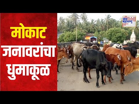 Yeola | येवल्यात मोकाट जनावराचा एकावर हल्ला | Marathi News