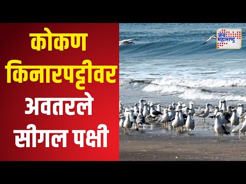 Kokan Seagull Birds | कोकण किनारपट्टीवर अवतरले सीगल पक्षी | Marathi News