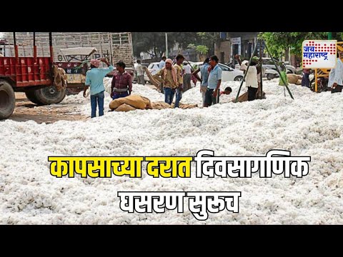 Cotton Price | कापसाच्या दरात दिवसागणिक घसरण सुरूच | Marathi News