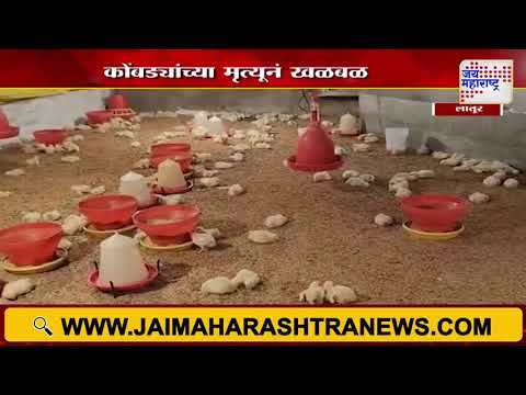 Latur | लातूरच्या ढाळेगावात 4 हजार 200 कोंबड्याच्या पिल्लांचा मृत्यू | Marathi News