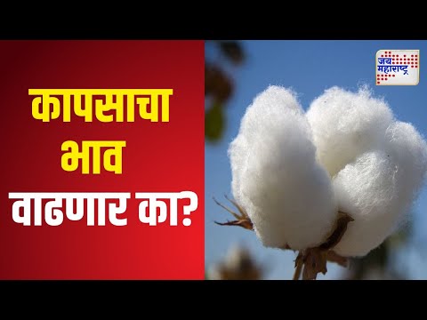 Cotton Market Price | कापसाचा भाव वाढणार का? | Marathi News