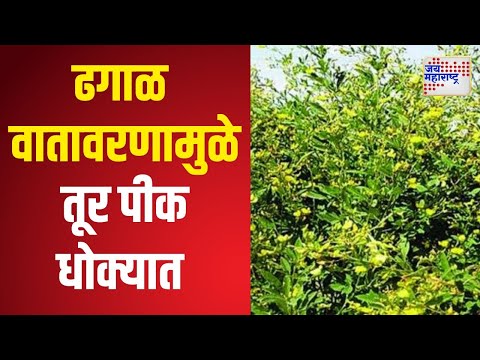 Bhandara Toor Crop In Danger | ढगाळ वातावरणामुळे तूर पीक धोक्यात | Marathi News