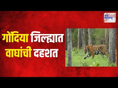 Gondia |  गोंदिया जिल्ह्यात वाघांची दहशत | Marathi News