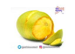 आंब्याच्या सालीचे ‘हे’ फायदे माहितीयेत का ?