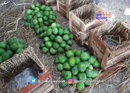 एपीएमसीत आंब्याची विक्रमी आवक