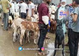 ठिकठिकाणी बकरा बाजार सजले