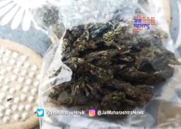 नांदेडमध्ये एनसीबीने पकडला चार कोटींचा गांजा