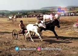 पहिल्या बैलगाडी शर्यतीसाठी सांगलीतले नांगोळे सज्ज