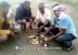 यवतमाळमध्ये गारपिटीमुळे हजारो पक्ष्यांचा बळी